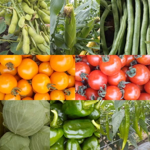 無農薬無化学肥料　朝採り！信州伊那谷★旬の野菜セット