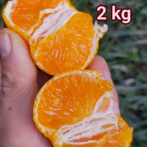最高みかん【小玉サイズ】2kg（箱込）
