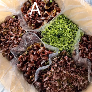 湖国の採りたてレタスセット(人参付き)