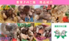 【7周年福袋】なにが入っているかはお楽しみ♪しいたけ詰合せセット！【旬でお得♪】