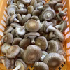 八ヶ岳の麓・信州富士見高原産！生しいたけ（中サイズ）