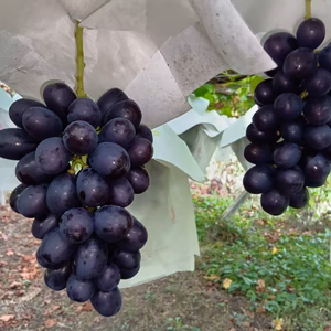 新品種　マスカット・ノアール　お試し品