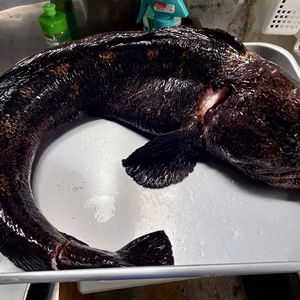 【知床羅臼直送】現品限り オオカミウオ 北の海のギャングスター
