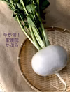 収穫開始♪お料理上手さんへ近江の冬野菜の王様！高級食材聖護院かぶら