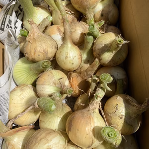愛媛県産低農薬お腹いっぱい新玉ねぎ