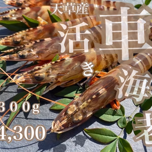 《全国発送可》あまくて、ぷりぷり！活き車海老　《300g》