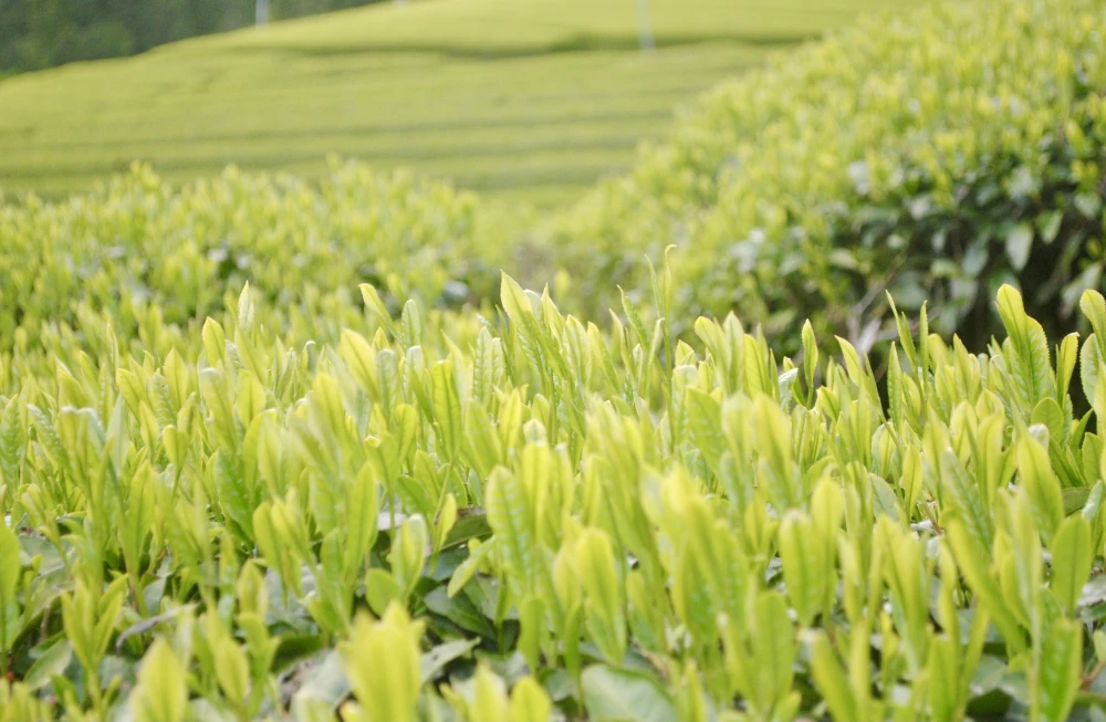 ✳︎送料無料✳︎ ほっこり茎ほうじ茶のティーバッグ