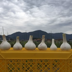 福岡元気にんにく〜‼️2020 1キロ