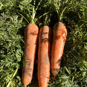 鈴の彩～季節の旬野菜お届け便