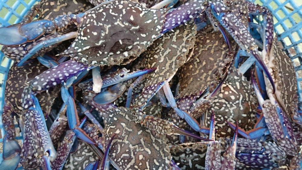 今が旨い ワタリガニ ﾀｲﾜﾝｶﾞｻﾞﾐ オスのみ ６ ７枚 農家漁師から産地直送の通販 ポケットマルシェ