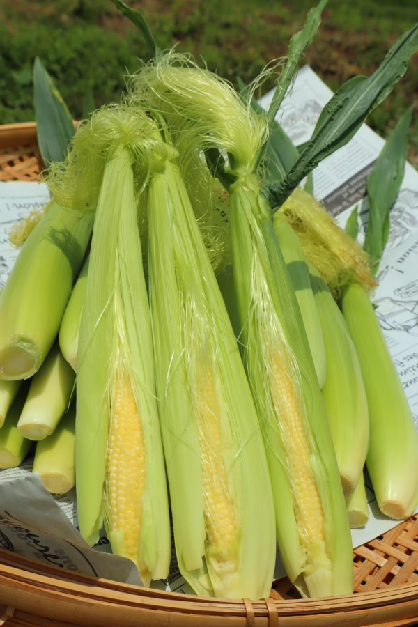 【リピータ様専用】箱いっぱいつめます(^_^)v　 ヤングコーン　