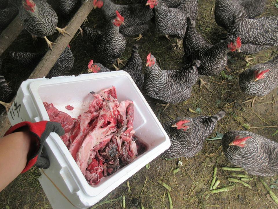 ニワトリの餌を食べてみた 農家漁師から産地直送の通販 ポケットマルシェ