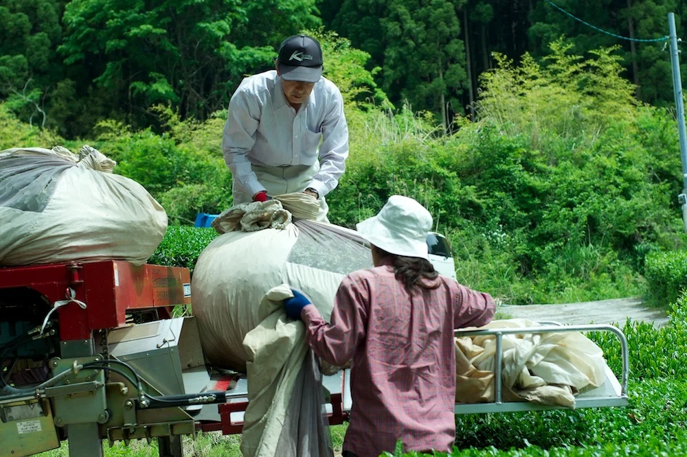 【農薬・化学肥料不使用の八女茶】煎茶/春陽100g/レターパックでお届け