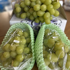 【今が旬】シャインマスカット1.5kg（贈答用取っ手付き）