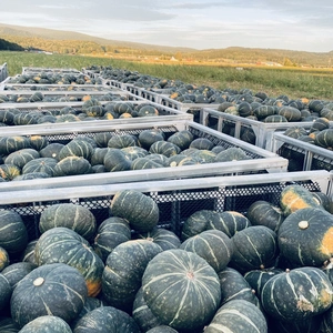 【感謝を込めて10%割引】北海道かぼちゃ専門農家のこだわりかぼちゃ《1個》
