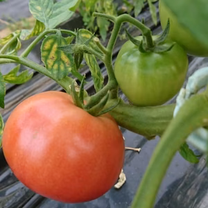 SKYSEA農園プレミアムトマト