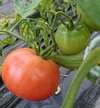 SKYSEA農園プレミアムトマト