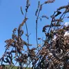 農園直送！一番搾りの黄金色の【えごま油】