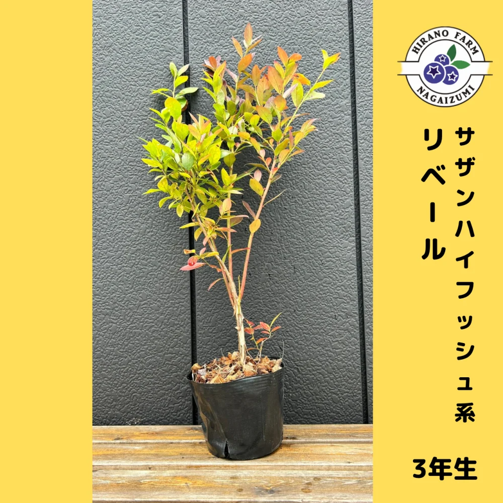 ブルーベリー苗木サザンハイブッシュ系リベール（３年生）｜花・観葉