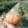 【農薬・化学肥料不使用】甘くてコクあり！泉州玉ねぎ （増量中）