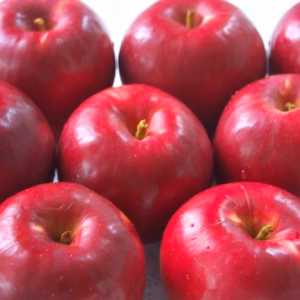 大玉！　青森りんご　弘前ふじ　農家直送　採れたて新鮮