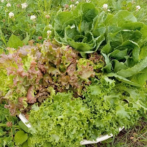 シャキシャキ！パリパリ！自然の中で育ったレタスセット！