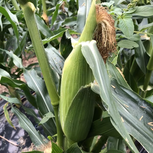 農薬不使用、時期限定すぐなくなるスイートコーンが復活