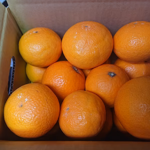 【ご家庭用】清見オレンジ(草生栽培＆貯蔵完熟)