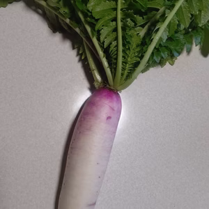 限定一箱　横川大根 (3〜4本入り)桜島の大自然 無農薬 有機肥料 除草剤不使用