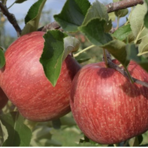 【先行予約】サンつがる 家庭用✨夏りんごの定番品種！
