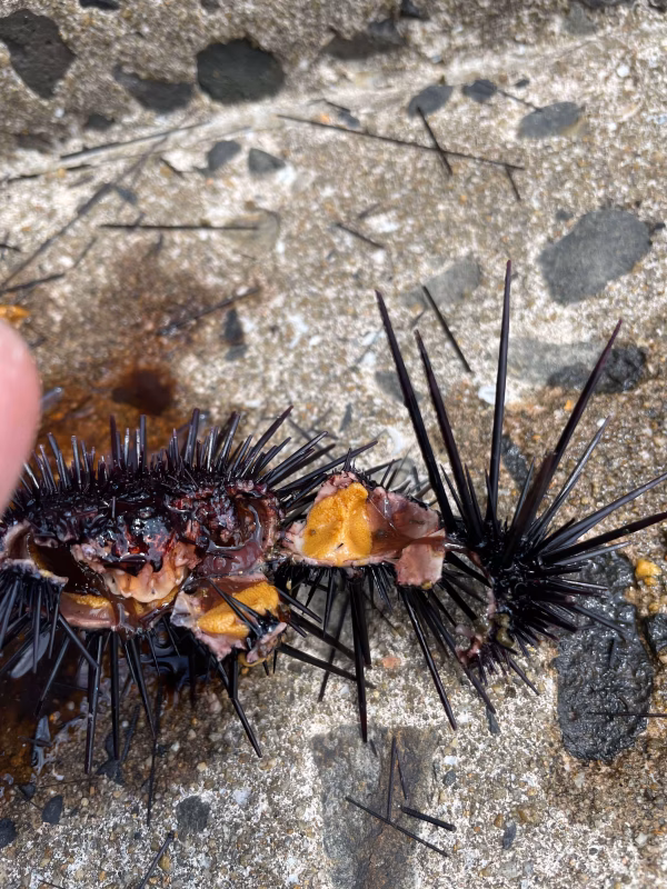 レンジでカンタンウニ飯