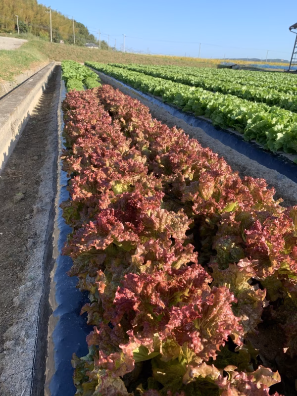 淡路島からの野菜7種❣️お任せセット(^-^)v❣️