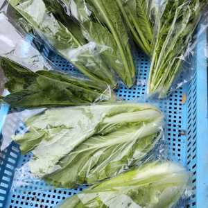 春菊メインの葉物野菜詰め合せ（化学肥料、農薬は使用していません）