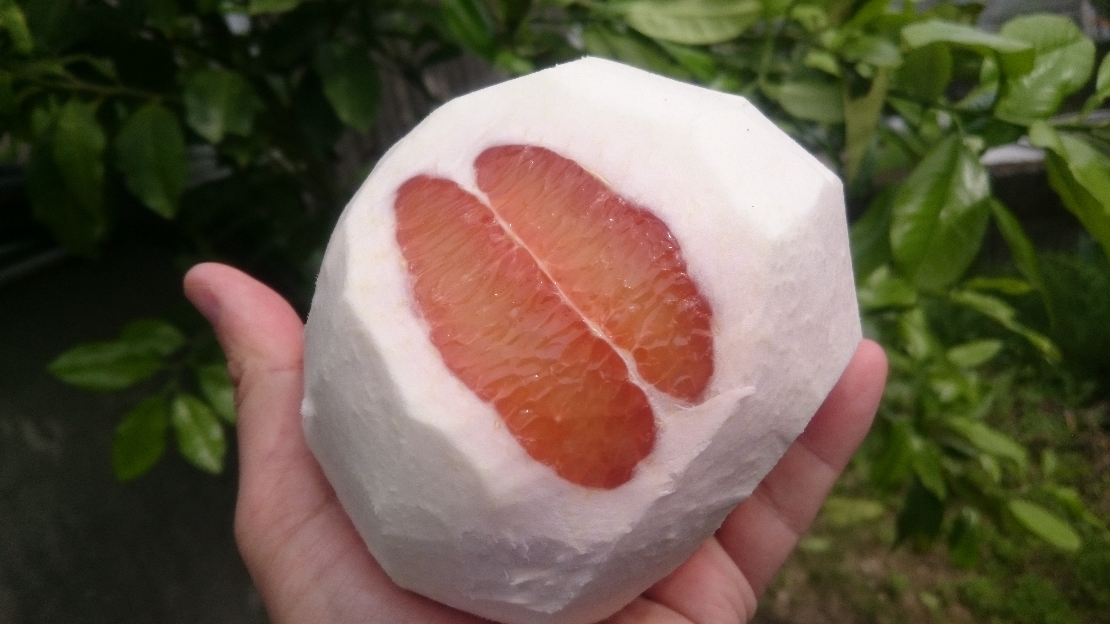 チャンドラポメロの産直通販・お取り寄せ商品｜ポケットマルシェ｜産地