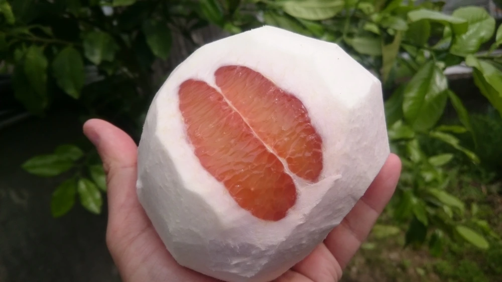 無農薬自然栽培のチャンドラポメロ6個(外皮に傷ありますが中身に影響なし)