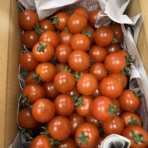 【赤く！艶あり、ピカピカ・ミニトマト】〜パクパクしちゃう美味しいミニトマト‼︎