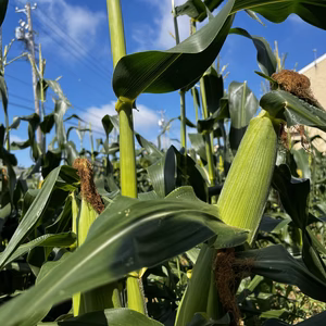 農家直送！！！　甘々娘　とうもろこし