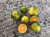 【冬限定！柑橘ギフトセット】広島県　大崎上島産　減農薬みかん　オーガニックレモン