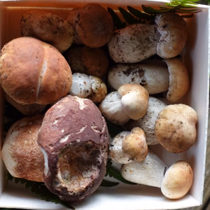 高級■ニセコ産■天然■生ポルチーニ茸