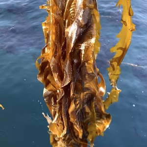 篠島産！！めかぶ付き丸ごと一本生わかめ！