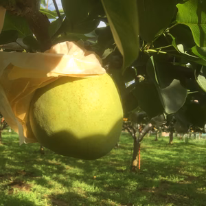 名前の通り良い香り！[かおり]5kg