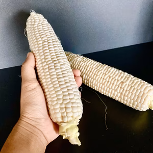 2色セット！箱入り娘な、朝もぎとうきび