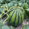 【熊本県植木町産】大玉スイカ　（肥後ロマン）6~7kg
