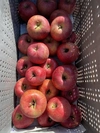 【家庭用】訳あり ツルワレ サンふじ 約3kg 信州りんご 