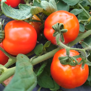 【送料無料】希少な品種！果肉まで真っ赤 山形県産 加工用トマト なつのしゅん