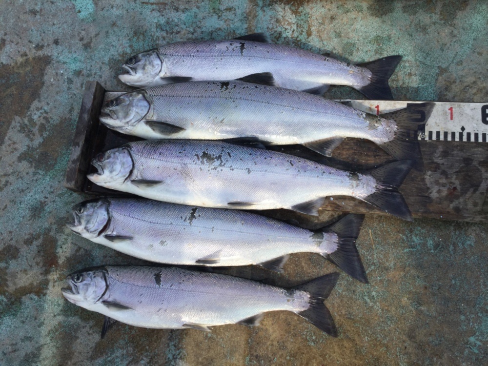 琵琶湖の宝石 曳き縄釣り活け締めビワマス 100グラムあたり400円 農家漁師から産地直送の通販 ポケットマルシェ