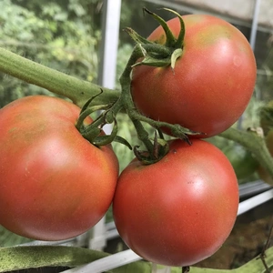 有機大玉トマト有機JAS認証取得しています