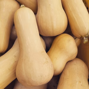 バターナッツかぼちゃ　80サイズ　5kg以内（5個前後）