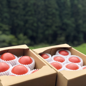 真っ赤な恵トマト(桃太郎8)