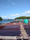 活き〆　丸のまま　日本本土最西端の海で大切に育てたカサゴ